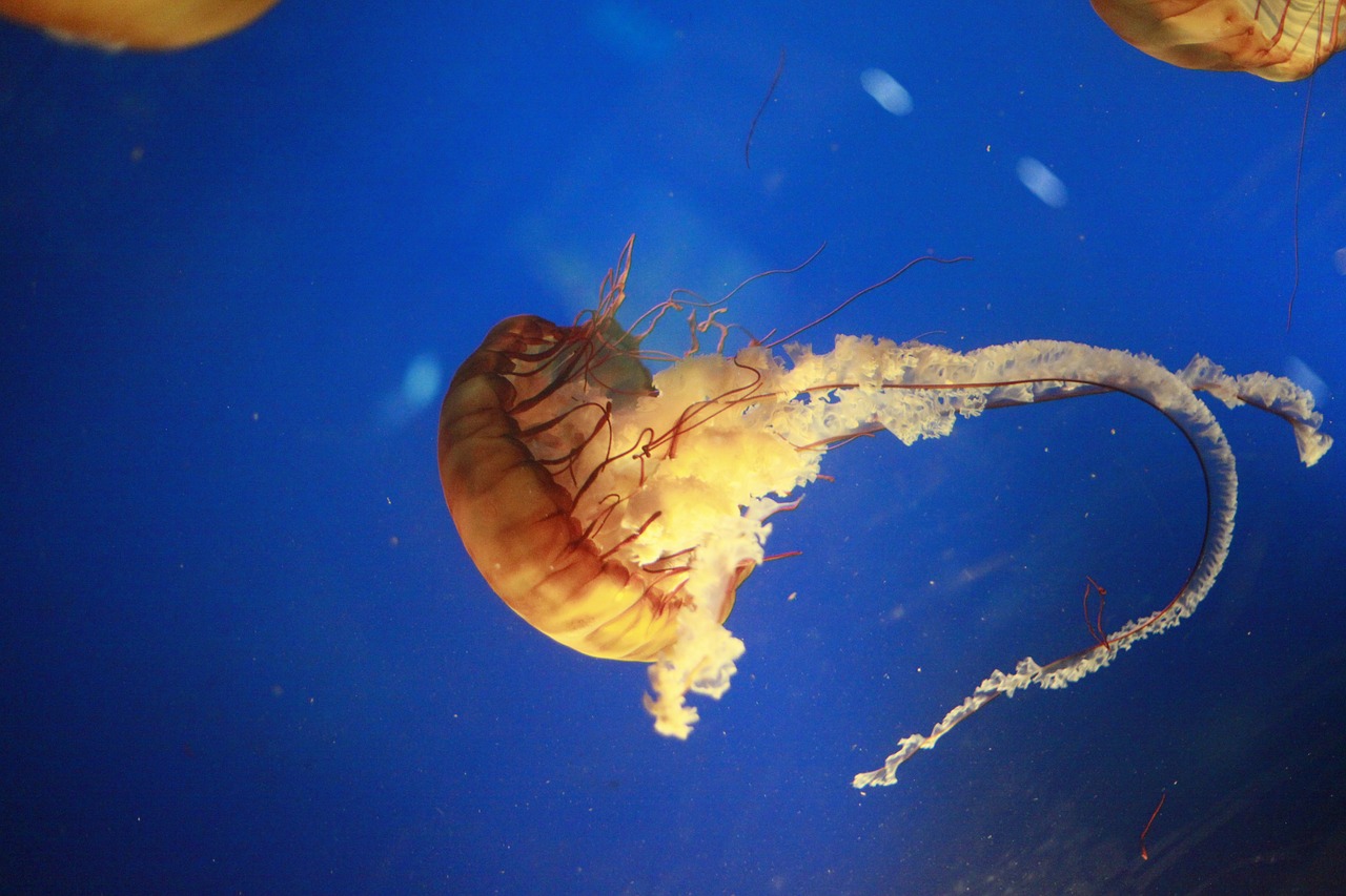 深海水族馆最新破解版，破解背后的违法犯罪问题探讨