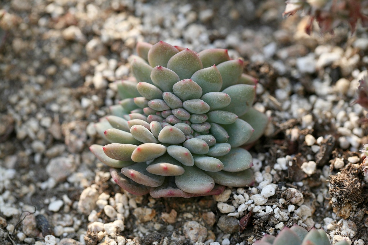 最新多肉品种介绍及热门趋势分析