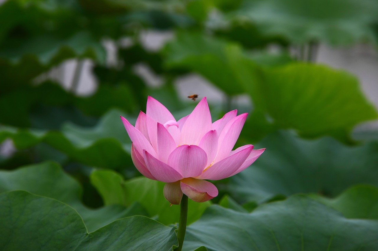 五月早晨问候动态图，开启美好一天的温馨祝福